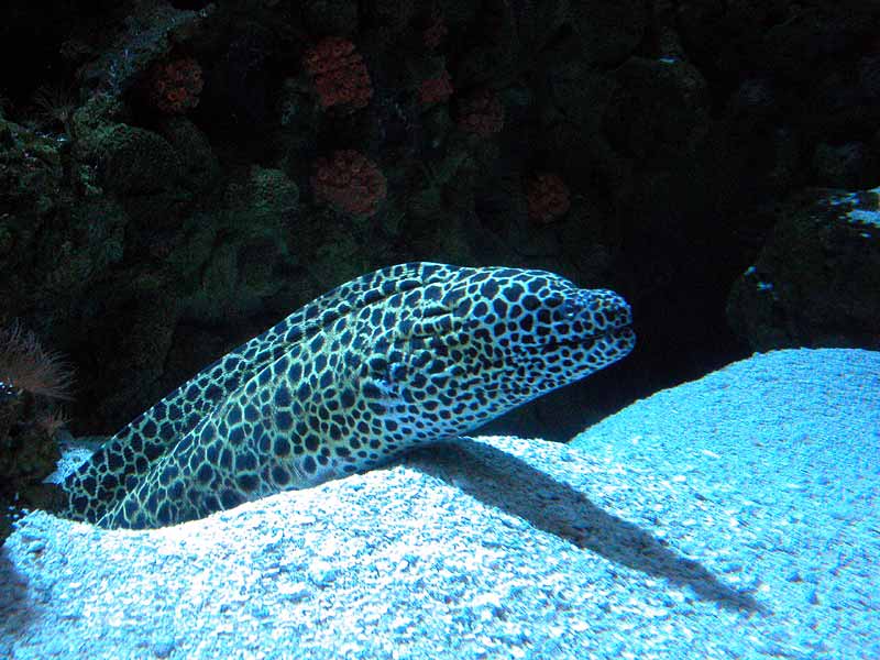 Honeycomb Moray Eel