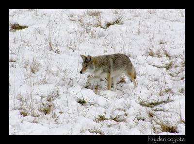 11-04haydencoyote.jpg