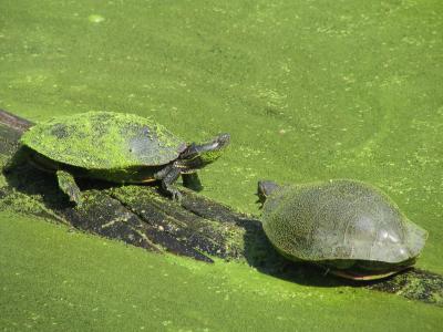 Turtles