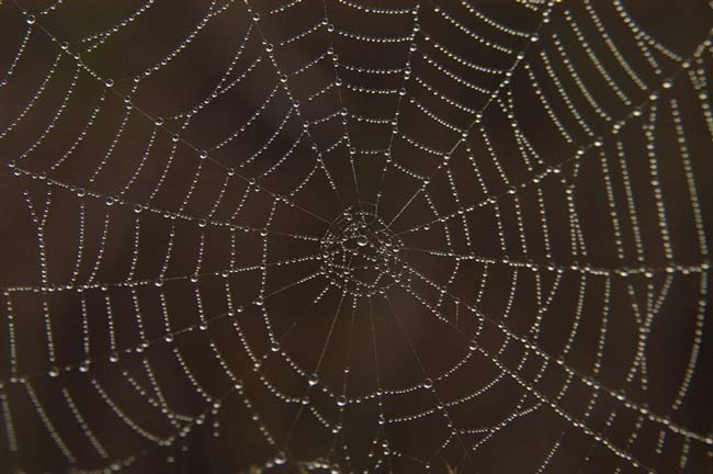 spiderweb_DSC_0415.jpg
