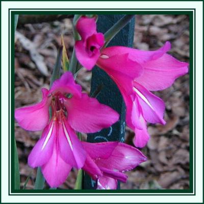 Sp.  gladiolus