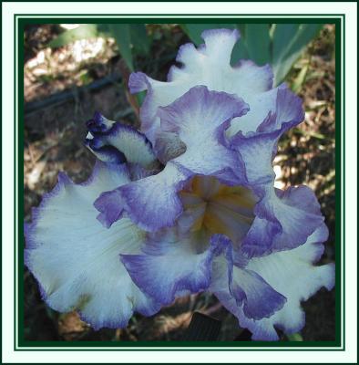 u35/yvonneii/medium/23186926.Mauveblueandwhiteiris.jpg