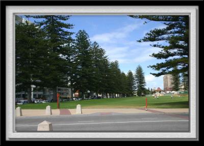 Norfolk Island Pines & reserve