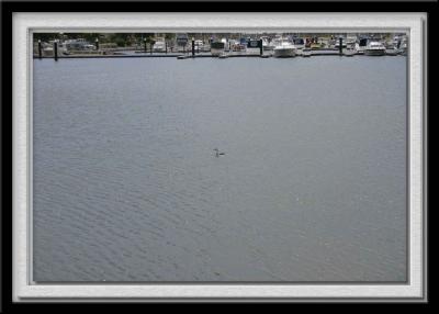 Seabird near marina