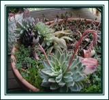 Echeveria etc.