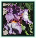 Mauve iris