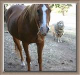 Arry & his friend the sheep