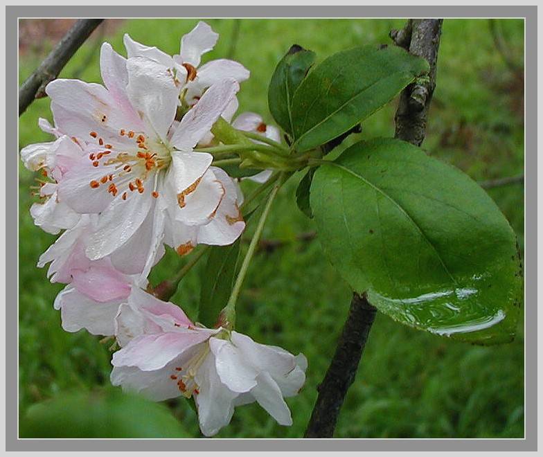crab apple