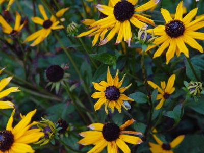 Flowers at the Barnyard Shops