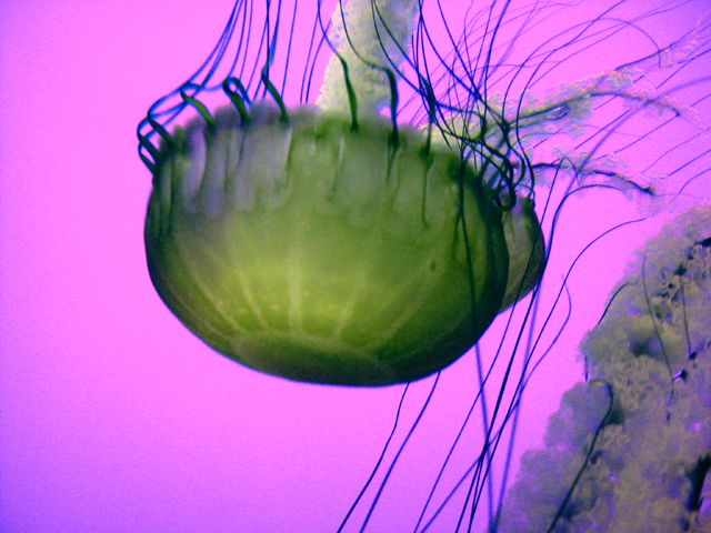 Sea Nettle
