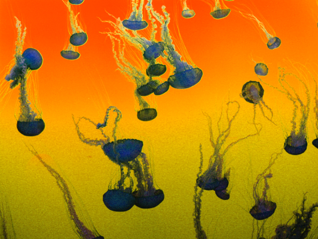 Sea Nettle