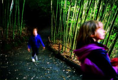 hakone-bambuk.jpg