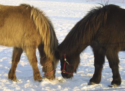 u35/zidar/medium/31873309.pbhorses1.jpg