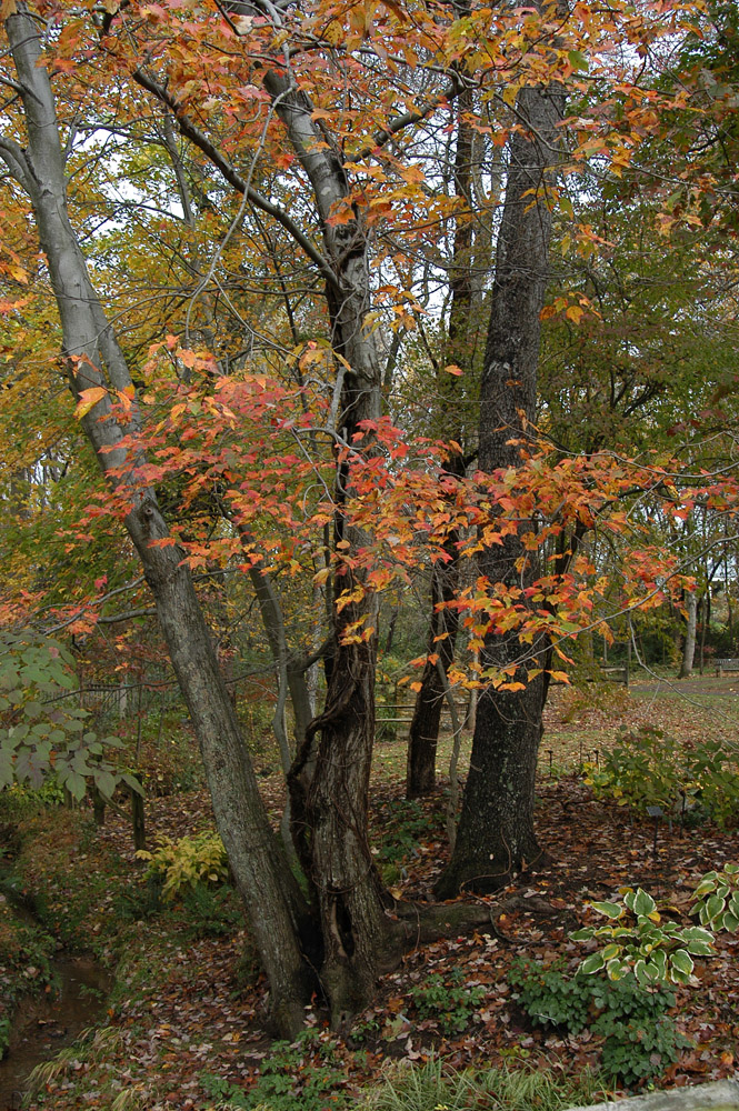 DSC_9355 copy.jpg