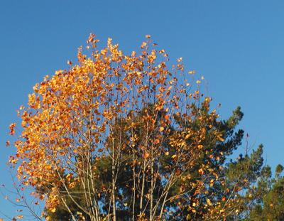 Last Flicker of Fall 03.jpg