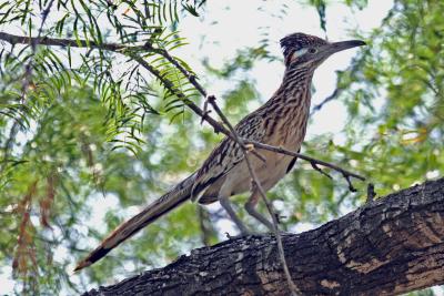 u36/3star/medium/32320974.Roadrunnerinamesquitetree.jpg
