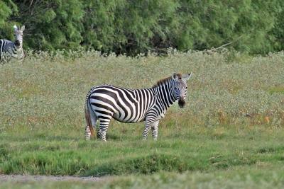 Zebra.jpg