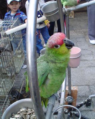 u36/500fan/medium/23732829.RedheadedParrot.jpg
