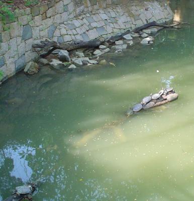 Turtles (ain't they cute?)