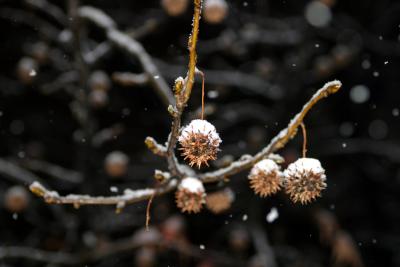 Sweetgum in Snow