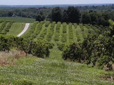 P6145933calhoun orchard.jpg