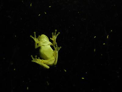 P7066038tree frog.jpg