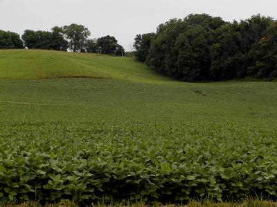 P7086048beanfield.jpg