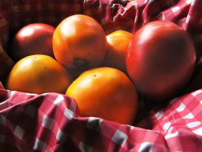 P72361345tomatoes.jpg