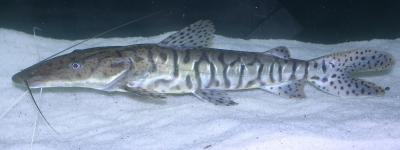14 Tiger Shovelnose Catfish