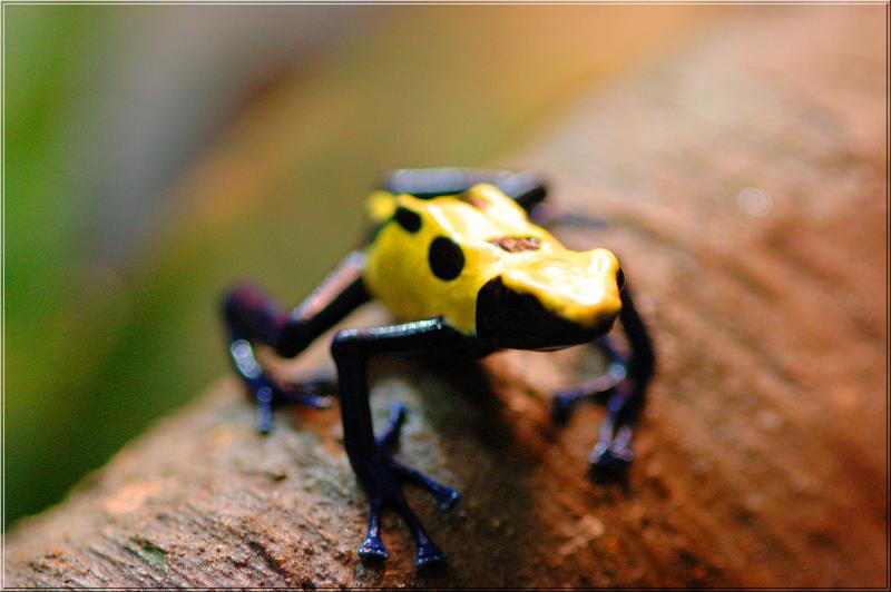 frog0443.jpg