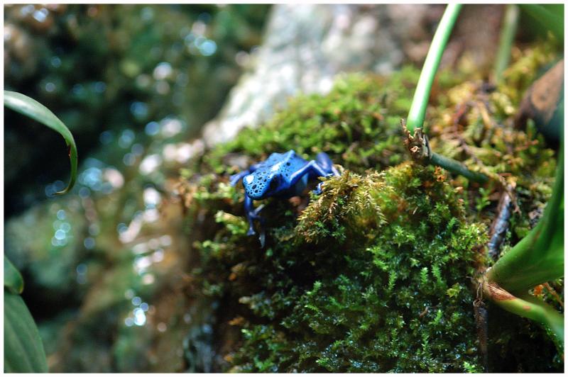 fROG0447.jpg