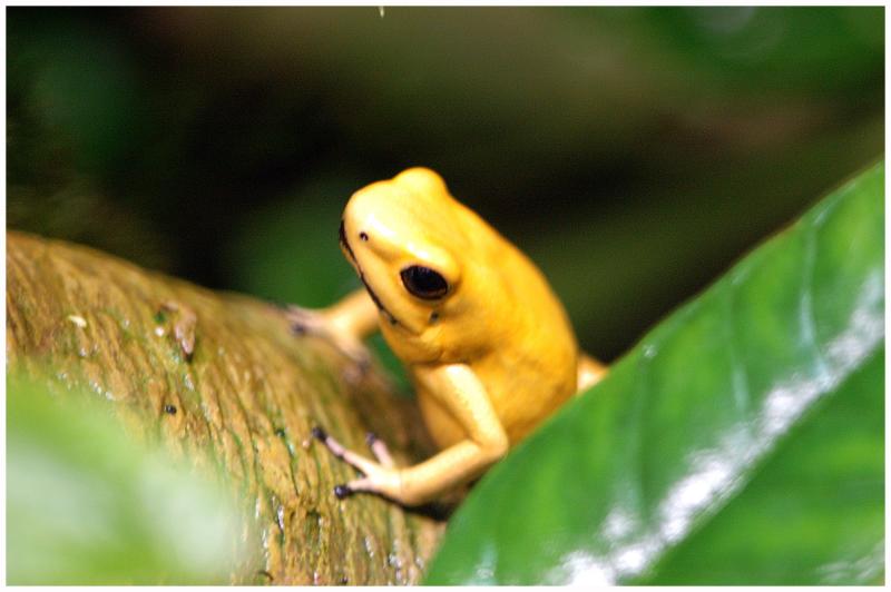 FROG0481.jpg