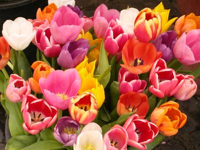 Flower Market, Campo di Fiori, Rome