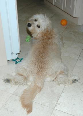 Kona:  Our favorite pupskin rug