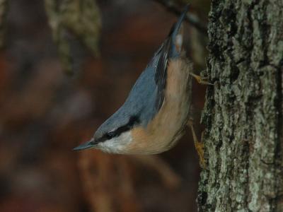 Nuthatch - Spætmejse - Sitta europaea