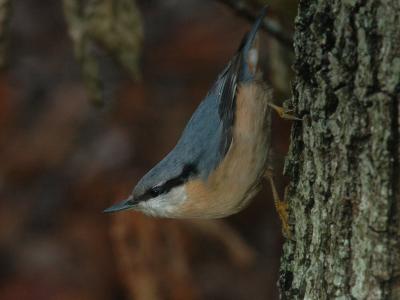  Nuthatch - Sptmejse - Sitta europaea