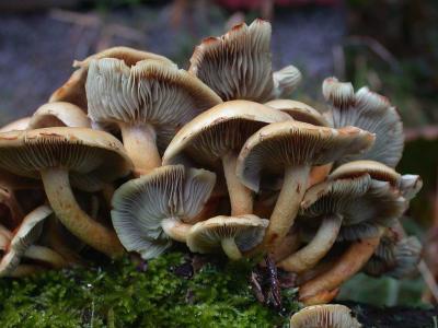 Hypholoma-  asciculare - Knippe Svovlhat
