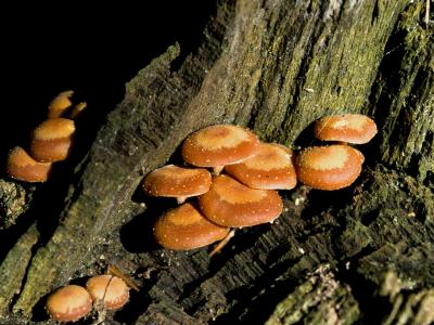 Pholiota mutabilis - Foranderlig Sklhat