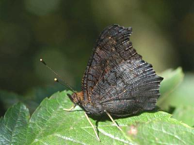 Peacock Butterfly - Dagpfugleje - Inachis io