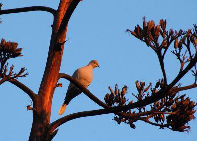 Collared Dove - Tyrkerdue - Streptopelia turtur