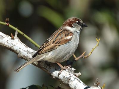 Hous Sparrow - Grspurv - Passer domesticus
