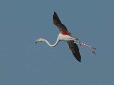 Greater Flamingo - Phoenicopterus ruber