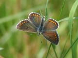 Brown Argus - Rdplettet Blfugl -  Aricia agestis