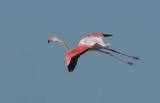 Greater Flamingo - Phoenicopterus ruber