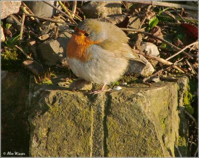 Robin Redbreast