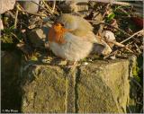 Robin Redbreast