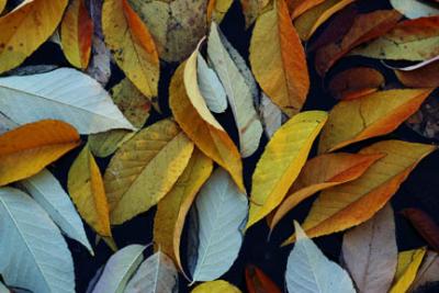 Leaves (digital)