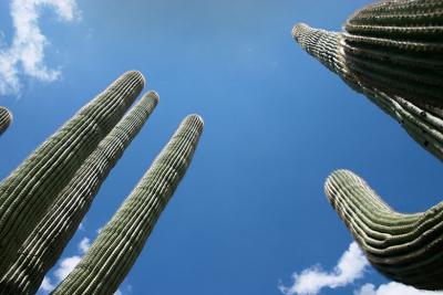 Reach for the Sky!