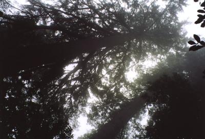 looking up through the trees again