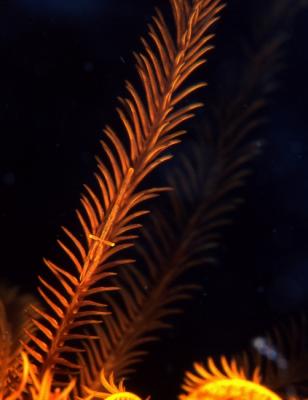 Orange crinoid shrimp